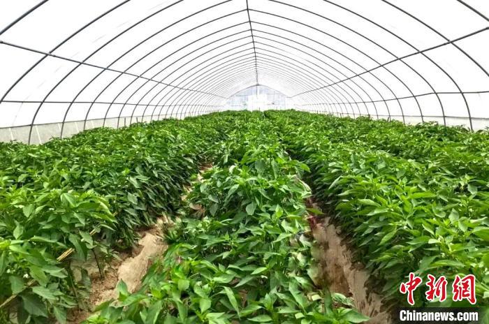 南方水果扎根甘肃环县乡村 现代农业尽显“科技范” 南方水果扎根甘肃环县乡村 现代农业尽显“科技范”